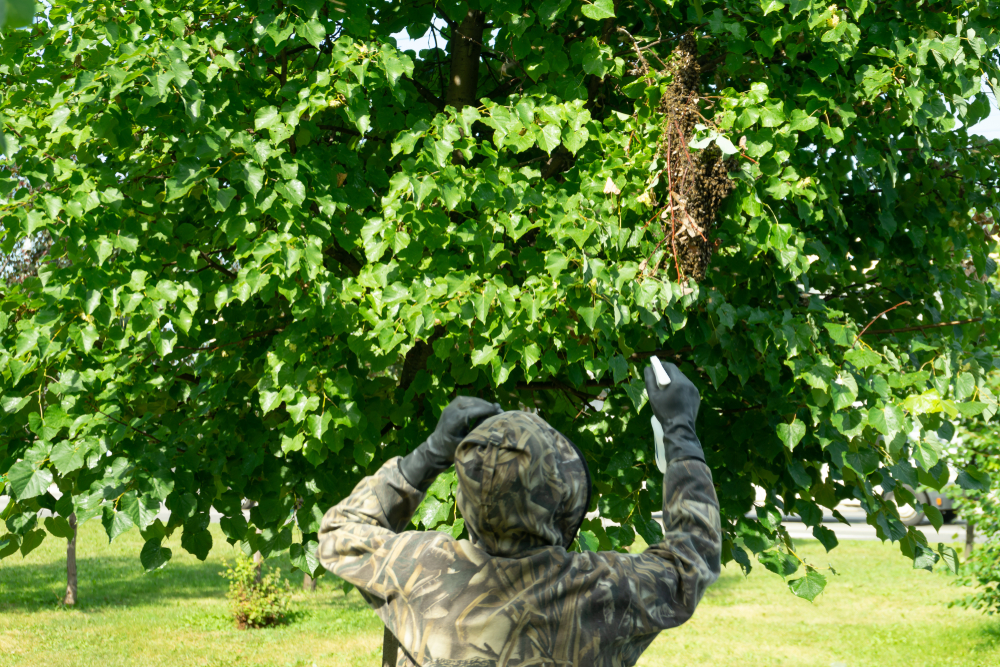 The,Beekeeper,Is,Preparing,To,Remove,A,Swarm,Of,Bees