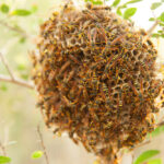 Bee's,Nest,On,A,Tree