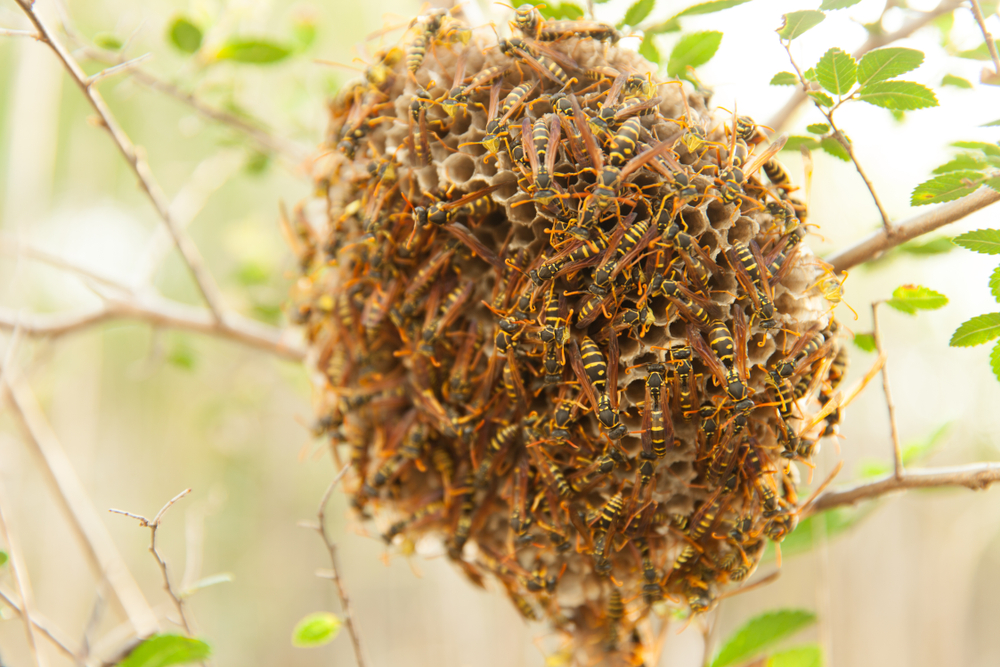 Bee's,Nest,On,A,Tree