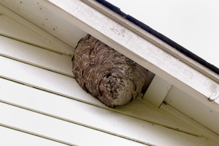 Wasp hive attached to a house roof, highlighting residential wasp removal services in Austin, TX