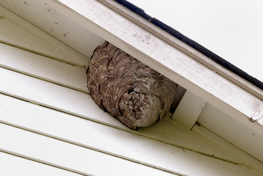 Bee,Hives,At,The,Residential,House