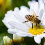 Spring,Single,Daisy,Flower,And,Bee