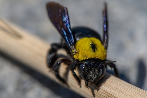 Carpenter Bee Control in Austin, TX