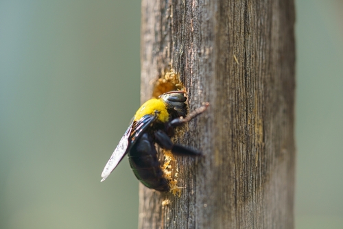 Preventative Carpenter Bee Protection