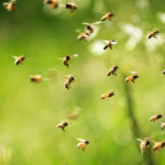 Swarm,Of,Bees,In,Flight,On,A,Nice,Sunny,Day