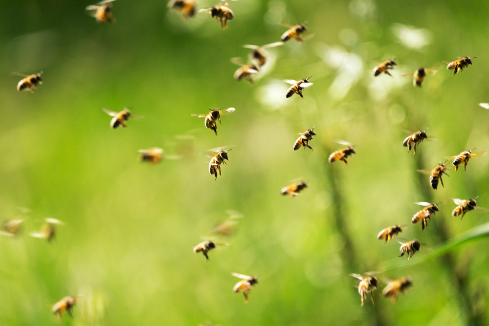 Swarm,Of,Bees,In,Flight,On,A,Nice,Sunny,Day