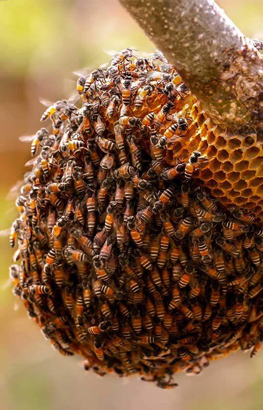 Honeycomb and bee or Apis florea on moringa tree and blur green leaves background