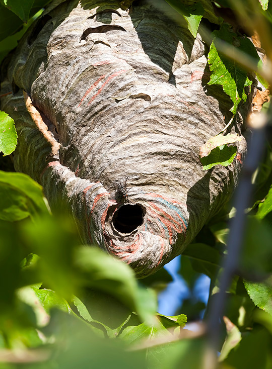 wasp nest