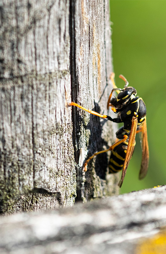 wasp on wood