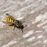 Wasp,Or,Yellow,Jacket,On,Weathered,Wood,Looking,For,Material