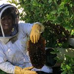 bee removal expert