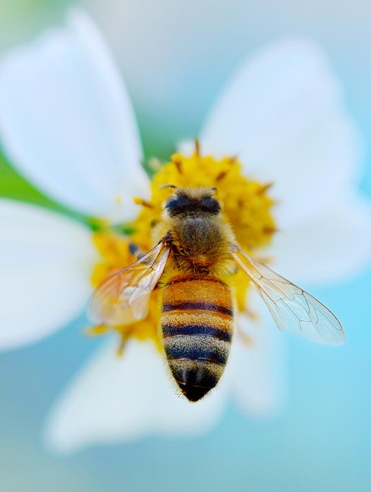 bee on a flower