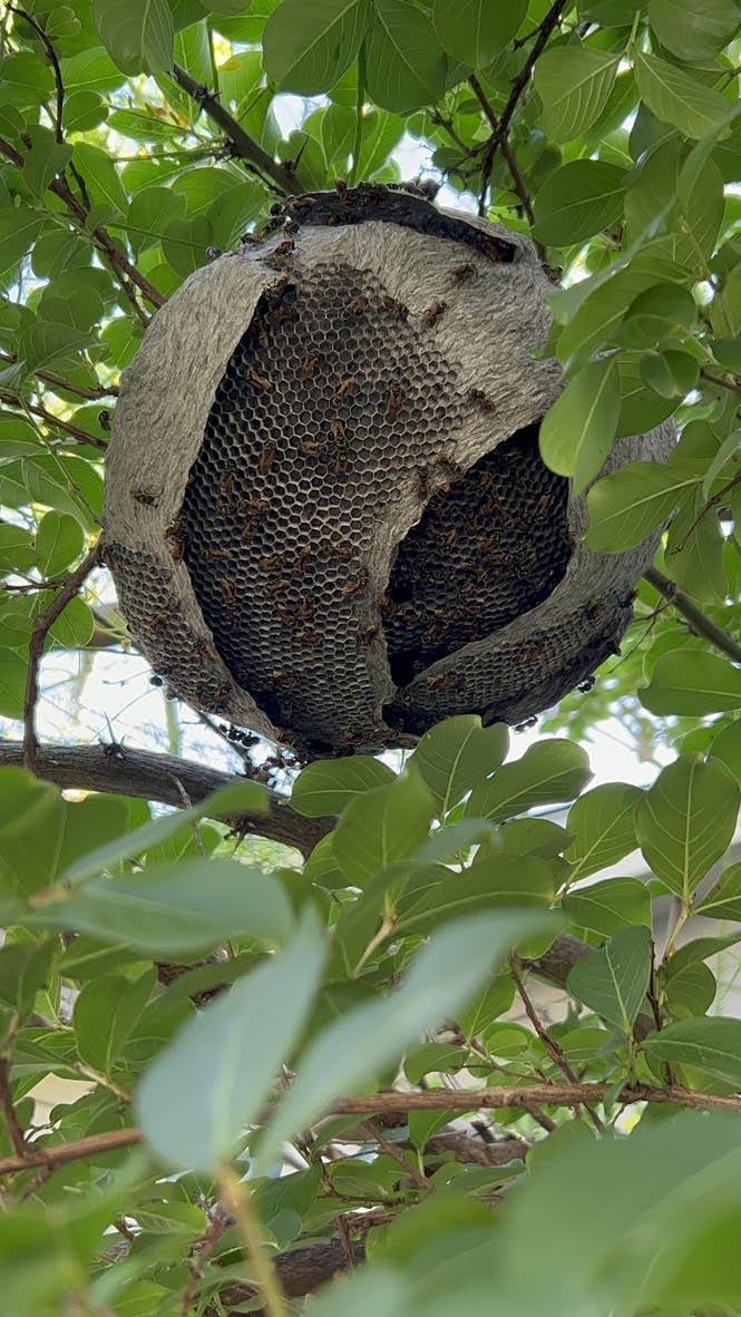 Mexican Honey wasp inspection services in Austin, TX