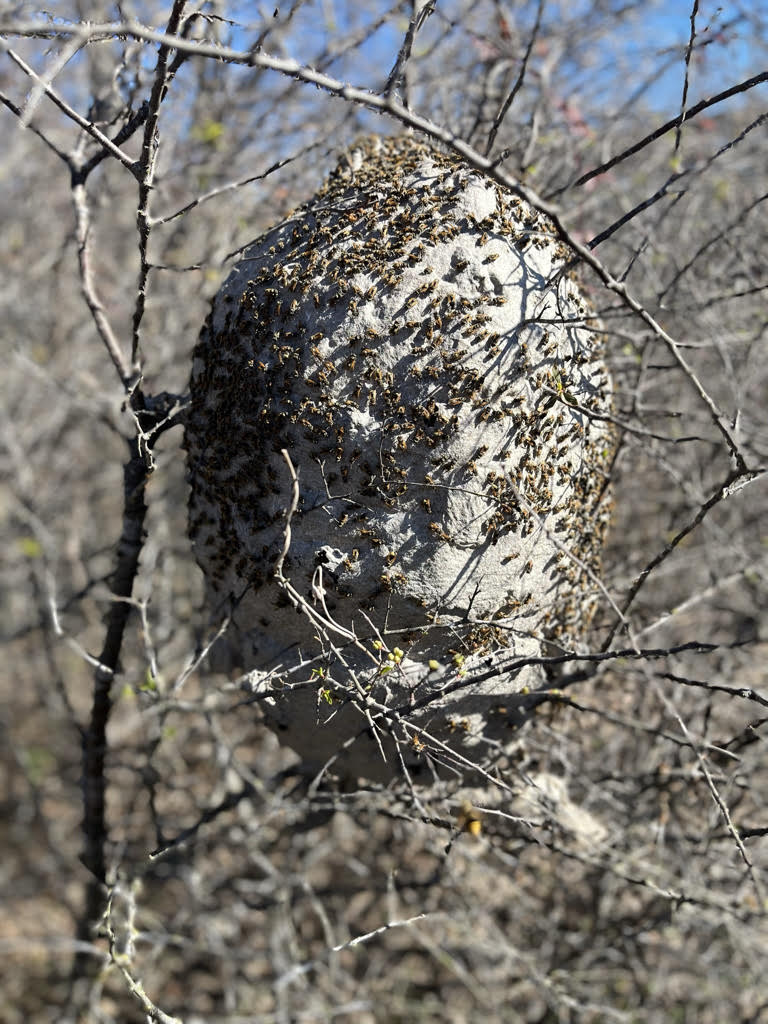 Bee Control Services