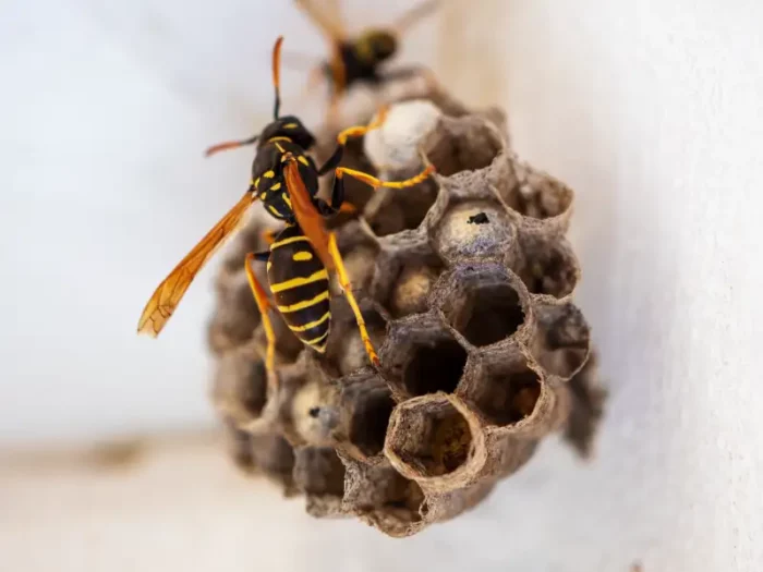 paper wasp