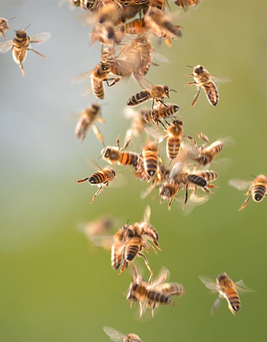 bee swarm