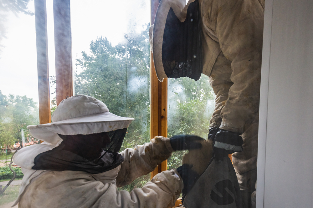 Bee Extermination