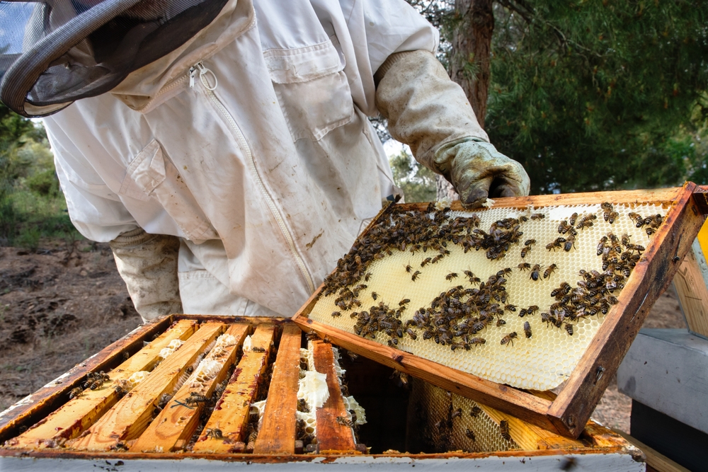 Bee Control Services
